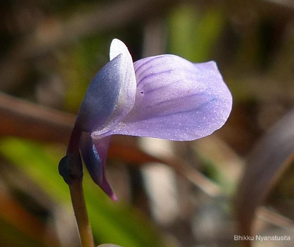 Utricularia graminifolia Vahl